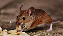 24 Hour & Emergency Exterminators in Upland, PA